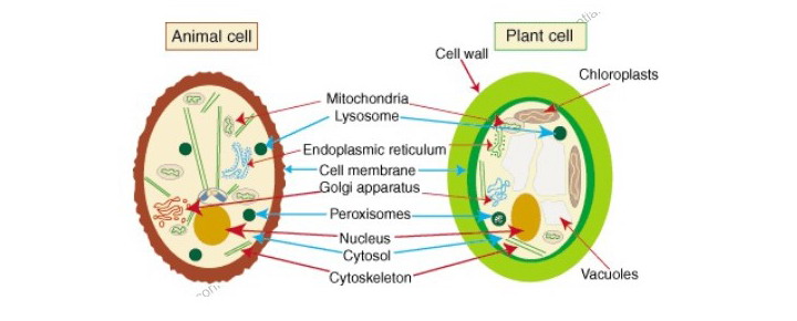 植物和动物的细胞器